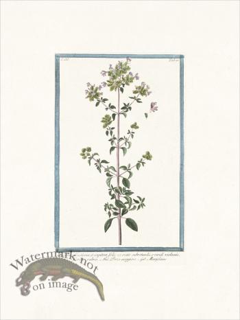 Bonelli 277 Marjoram